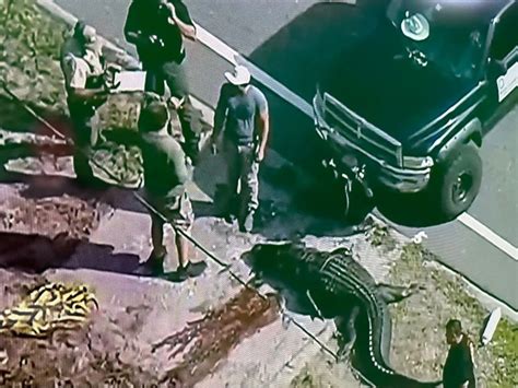 Florida Woman Found In Alligators Jaws Was Arrested For Trespassing