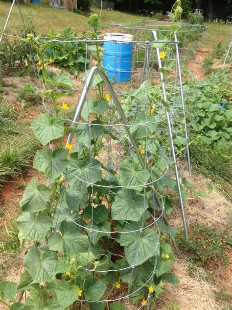 Trellising Cucumbers In The Garden Kw Homestead