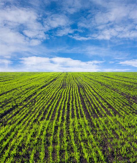 Fields of greens est un complément alimentaire et doit être utilisé dans le cadre d'un mode de vie sain et ne pas être utilisé comme substitut d'un régime varié et équilibré. Green Farm Field Royalty Free Stock Images - Image: 12111859