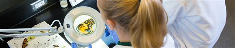 Testing foods for organic compounds. Faculty of Science | Information Technology Services