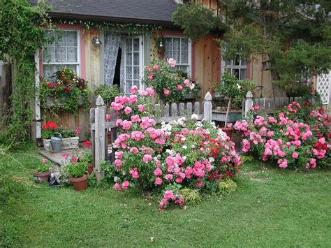 Rose Garden Ideas For Front Yard Magdalena Encore