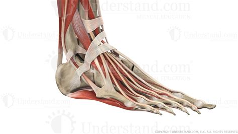 Medial and lateral tubercles of the calcaneum in a continuous line. Foot and Ankle Bone, Ligaments, Muscles Image - Understand.com
