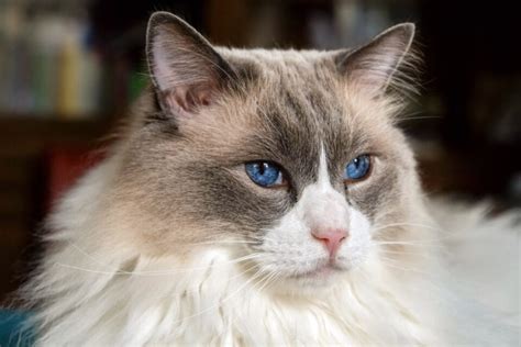 Ragdoll Cat Personality 12 Characteristics That Make Them Even Cuter I