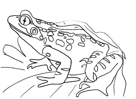 Free Printable Frog Coloring Pages For Kids