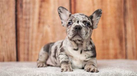 The 5 Rarest French Bulldog Colors