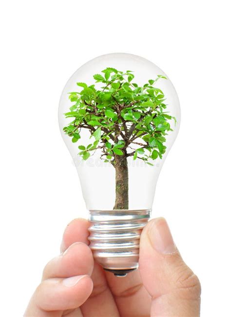 Light Bulb With Tree Stock Photo Image Of Environmental 23297916