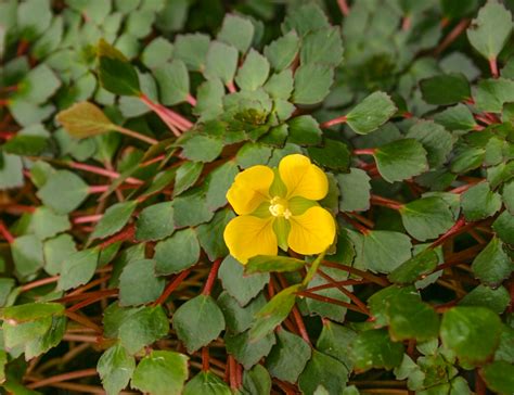 Ludwigia Sedioides — Florida Aquatic Nurseries