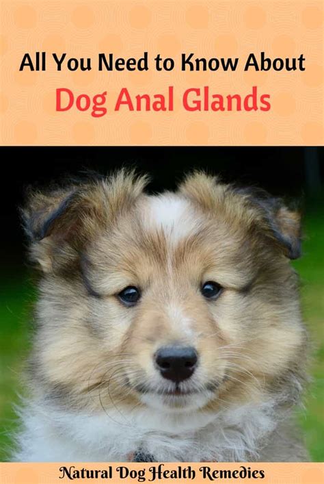 The dog scoots its bottom on the ground. How To Express Dogs Anal Glands - petfinder