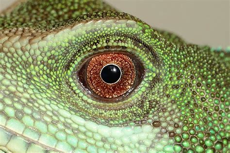 Free Picture Lizard Reptile Chameleon Animal Zoology Green Eye