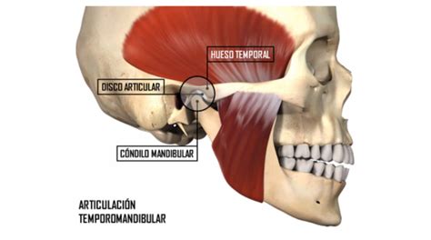 Articulación temporomandibular y estrés Fisioterapia Granada