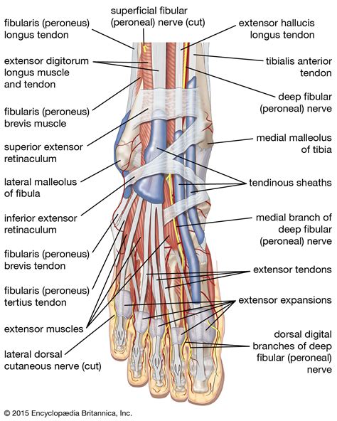 The ankle, or the talocrural region, is the region where the foot and the leg meet. foot | Description, Drawings, Bones, & Facts | Britannica