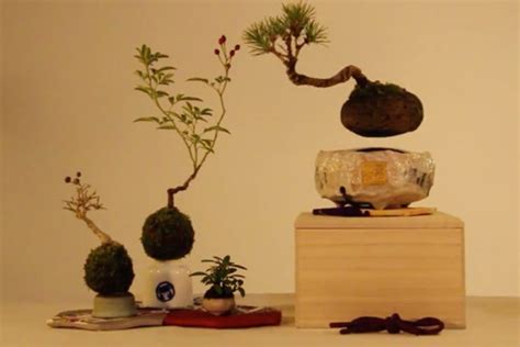 Air Bonsai Magically Floating Bonsai Tree Tobeeko