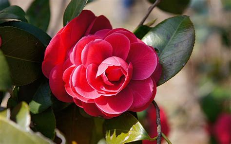 Alabama State Flower The Camellia Proflowers Blog Proflowers