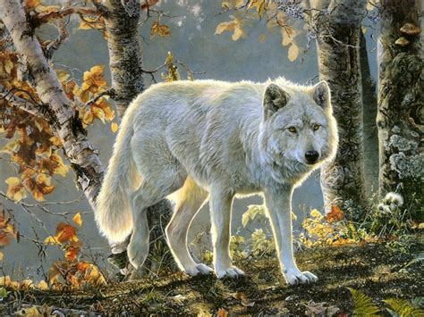 Beautiful White Wolf Wolves Photo 35765590 Fanpop