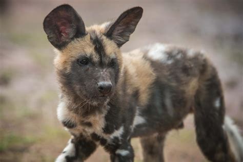 African Wild Dog Pup On The Watch Hardcoreaww Wild Dogs African