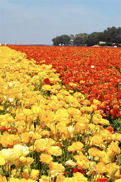 Visiting The Carlsbad Flower Fields Everything You Need To Know 2023
