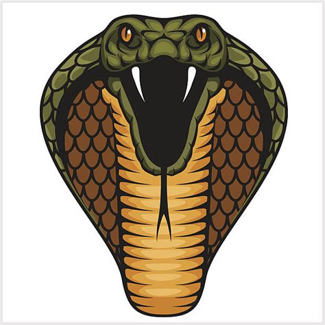 Cobra Clip Art Vector Images And Illustrations Istock