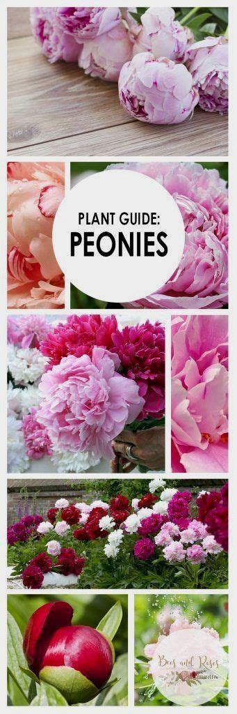 How Nice Planting Peonies Plant Guide