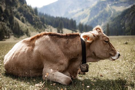 Simmental Cattle Breed Facts Uses Origins And Characteristics With