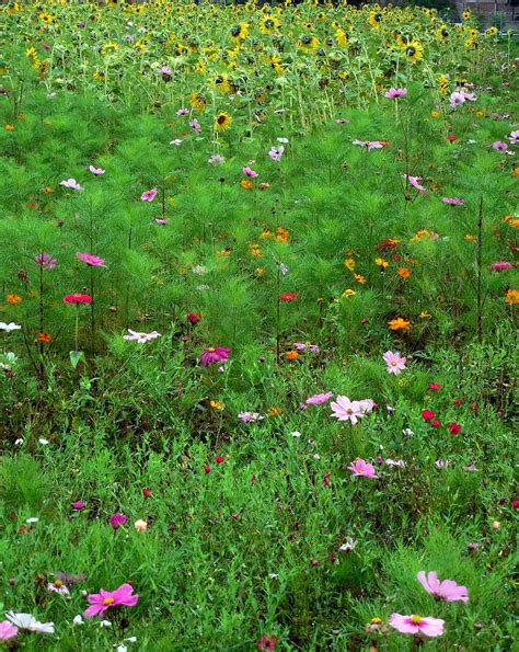 Lizenzfreie Blumenwiese Fotos Piqsels