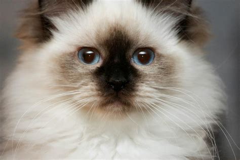 Willetteragdol Ragdoll Cat Breeders Cat Breeders Massachusetts