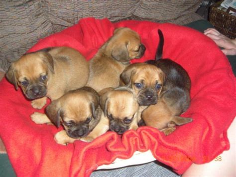 Check out results for free puppies in fresno Puggle Puppies 1st generation cross FOR SALE ADOPTION from Fresno California @ Adpost.com ...
