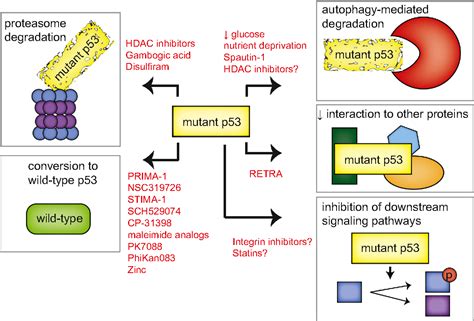 Mutant P53 In Cancer New Functions And Therapeutic Opportunities