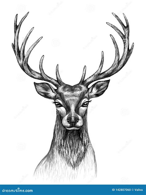 Deer Head Front View Pencil Drawing Stock Illustration Illustration