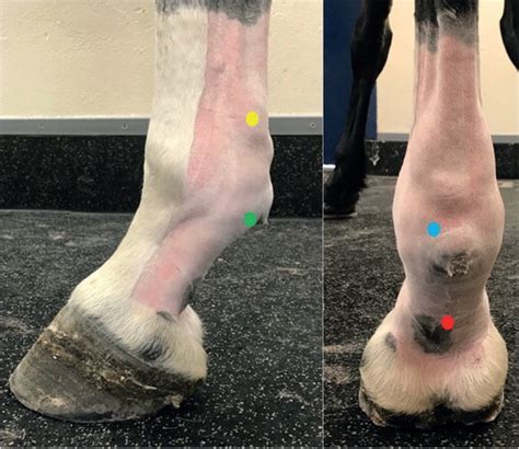 Diagnosis Of Digital Flexor Tendon Sheath Conditions In The Horse Uk