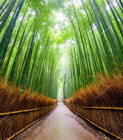 Path To Bamboo Forest Arashiyama Kyoto Japa Stock Photo By ©lkunl