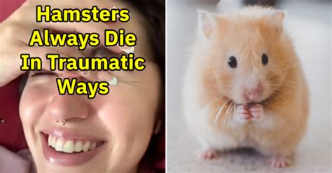 I Aint Ever Heard A Normal Story About How A Hamster Died