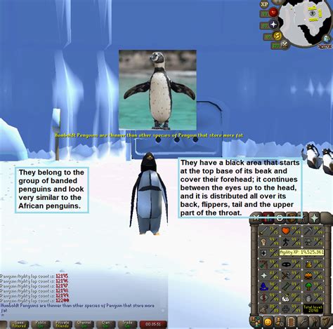 100 Laps With Penguin Facts Daily Until Agility Pet Day 107 R2007scape