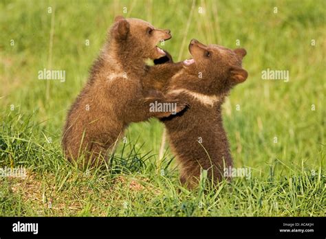 European Brown Bear Cub Playing Ursus Arctos Stock Photo Alamy