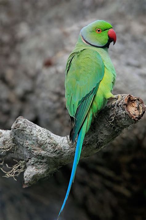 Sri Lanka Bird List One Parakeet Pretty Birds Beautiful Birds