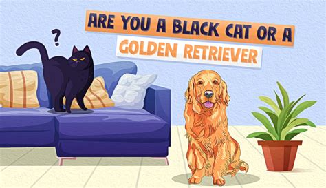 Golden Retriever Or Black Cat Quiz 100 Fun And Accurate