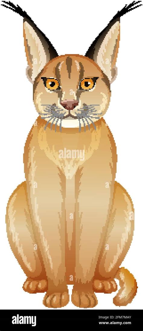 Caracal Cat On White Background Illustration Stock Vector Image And Art