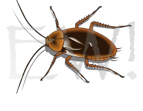 How to get rid of cockroaches How do you know if you have a Cockroach Problem?