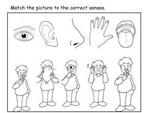 Five sense coloring pages for kids. Free 5 senses worksheet for kids | Crafts and Worksheets ...