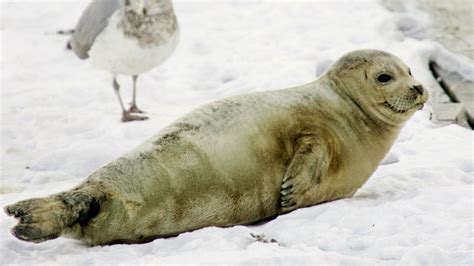 New England Aquarium Reminds Public To Leave Seals Alone