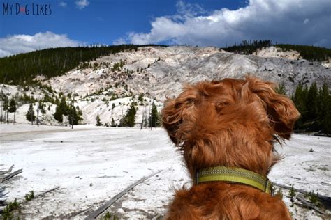 Visiting Yellowstone National Park With Dogs Visit Yellowstone