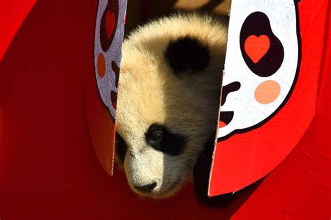 China Reserve Shows Off 10 Panda Cubs To Mark Lunar New Year The