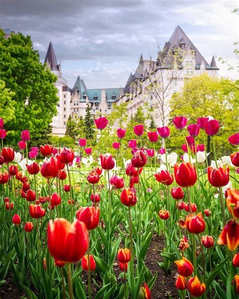 🇨🇦 Tulip Garden Ottawa Ontario By Argen Elezi Argenel On