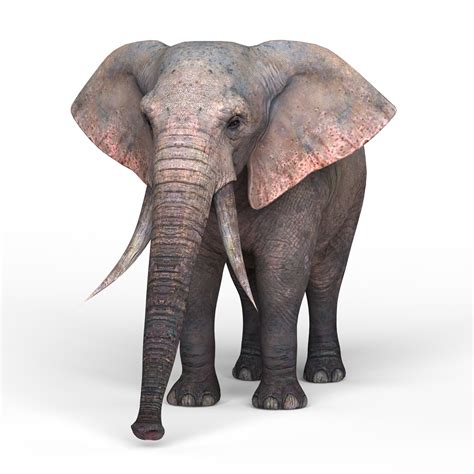 Cg Artist African Elephant 3d Model