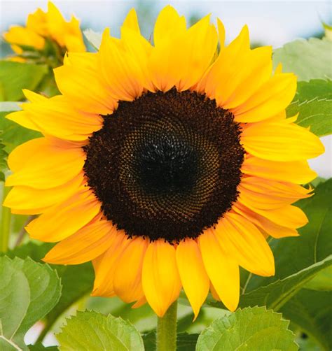 Procut Orange Sunflower Seeds 15 Seeds New2020 2021 Etsy