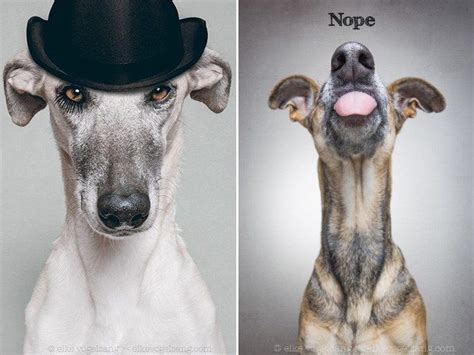 Funny Dog Portraits By Elke Vogelsang 20 Pics Dogs And Kids Little