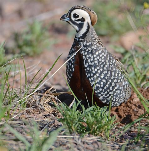 Hunting Digital Plumes In The Us And Beyond Davis Mountains State Park