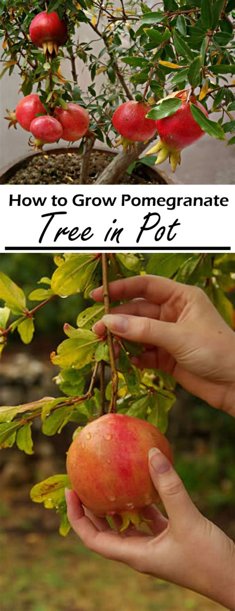 Easy Tips How To Grow Pomegranate From Seed Grow Your Own Pomegranate