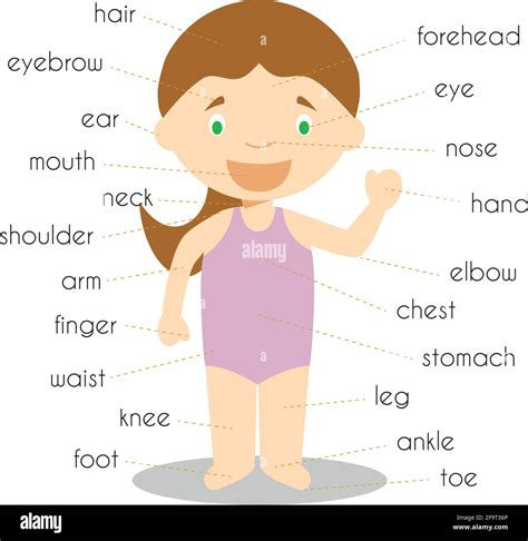 Human Body Parts Vocabulary Vector Illustration Stock Vector Image