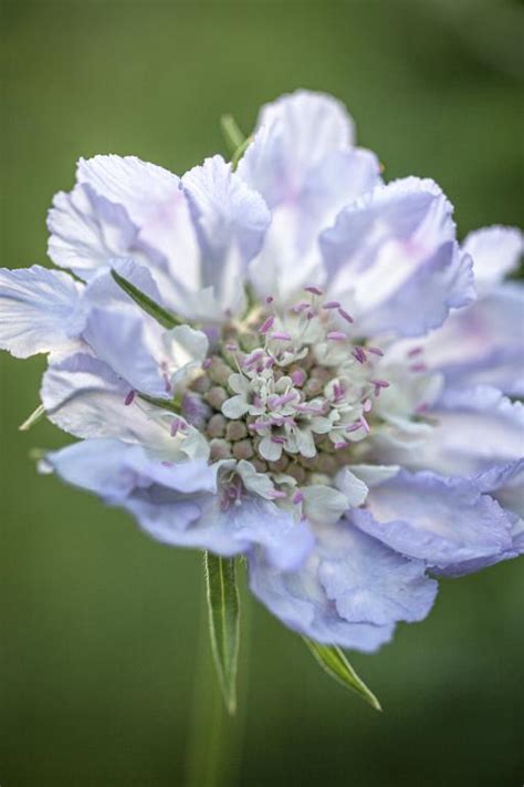 Scabiosa Caucasica Perfection Series Perfection Blue Seeds £225