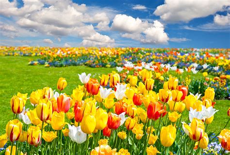 Tulips Field Nature Flowers Landscape Wallpaper 3850x2606 171752